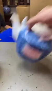 瓷片1051聚宝缘海淘精选