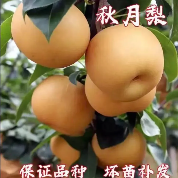 正宗梨树苗嫁接苗耐寒盆栽庭院地栽南北方种植当年结果苗