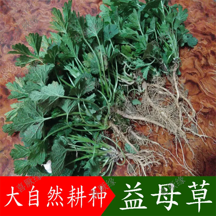 整颗新鲜益母草苗可种植食用益母草苗盆栽