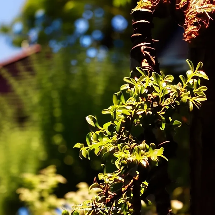 贵州黄杨（珍珠，龙鳞黄杨）。
