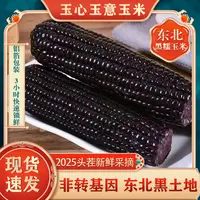 2025年头茬黑糯玉米【彩色包装】低脂10支装260g/根低糖轻食