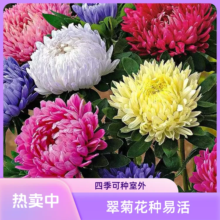 【翠菊种子厂家直发花种籽】庭院花籽易活花种籽四季开花室外花种