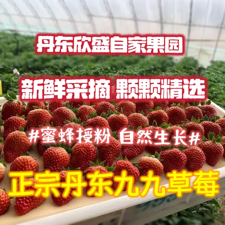 正宗【丹东】九九草莓  奶油草莓 现摘现发顺丰48小时速达~