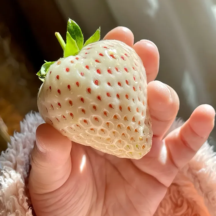 「丹东白雪公主」正宗丹东淡雪天使梦之莹纯白草莓新鲜甄选稀有水果