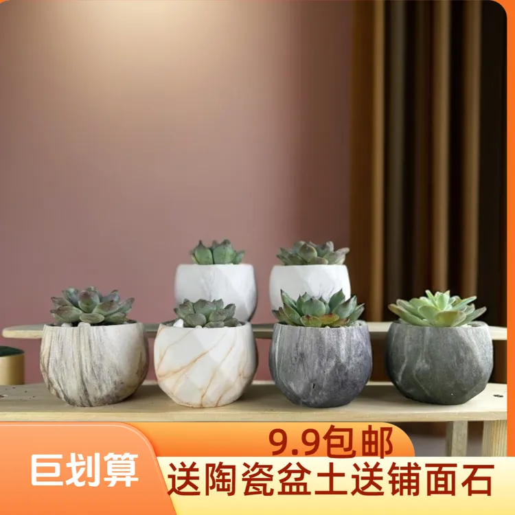 肉肉盆栽多肉植物多肉花盆绿植花卉办公室桌面创意景观带盆带土