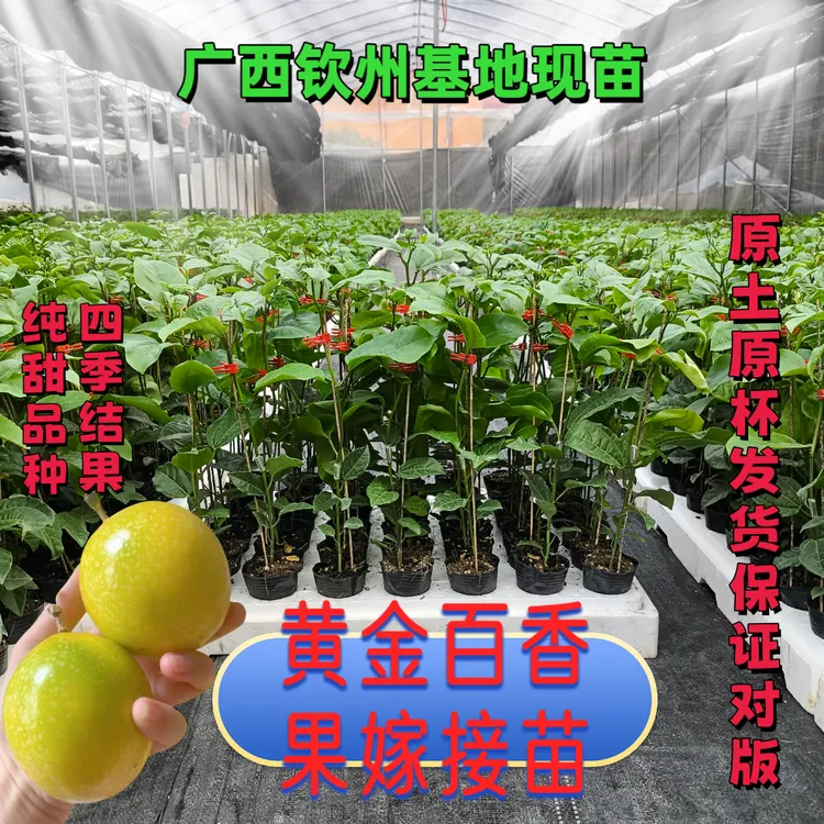 钦九黄金百香果嫁接苗四季开花结果可盆栽地栽广西苗圃基地直发