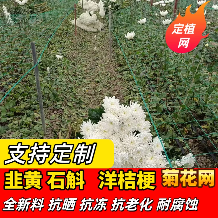 菊花网定植网韭菜小葱洋桔梗康乃馨花网石斛药材定型防倒伏方格网