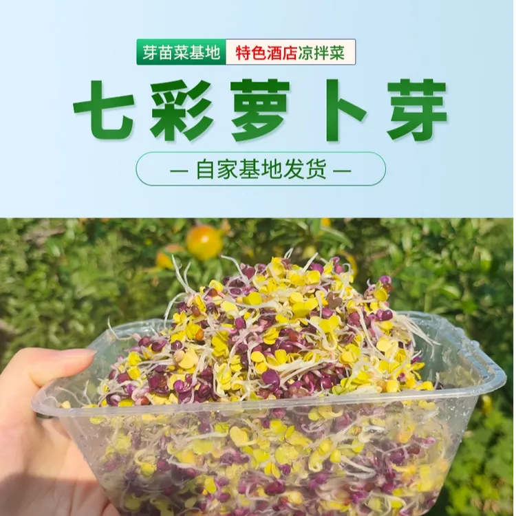 【冷链直达】精品货新鲜水培三色萝卜芽可用于凉拌及西餐摆盘装饰品