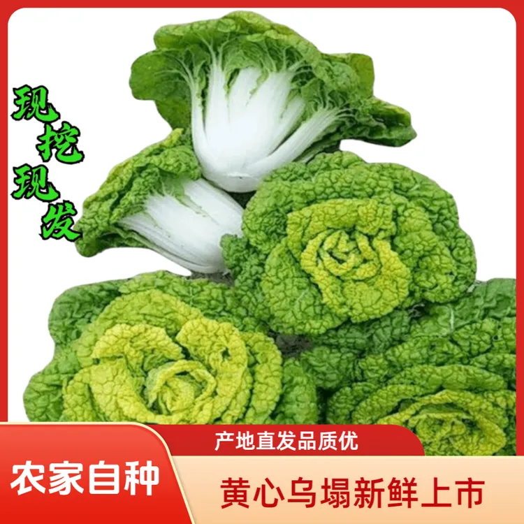 【拍3斤送2斤】河南黄心乌塌菜新鲜现挖农家自种