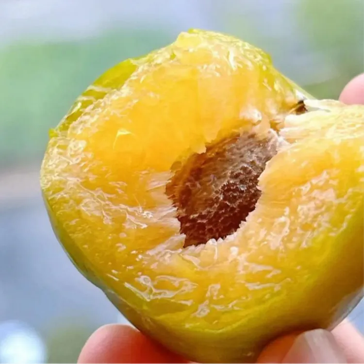 青脆李子树苗嫁接大果晚熟青脆李脱骨李南北方种庭院果树果苗盆栽