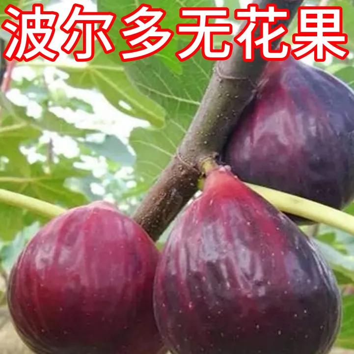 波尔多无花果苗南北方耐寒超大号盆栽苗嫁接老桩矮化果树当年结果