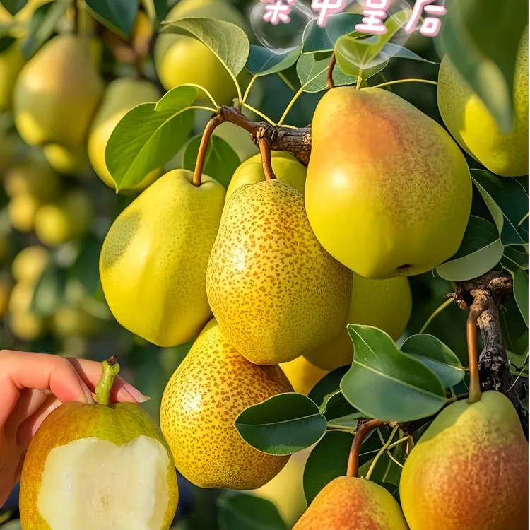 梨树苗嫁接特大库尔勒香梨树果苗盆栽地栽庭院南北方种植带土球