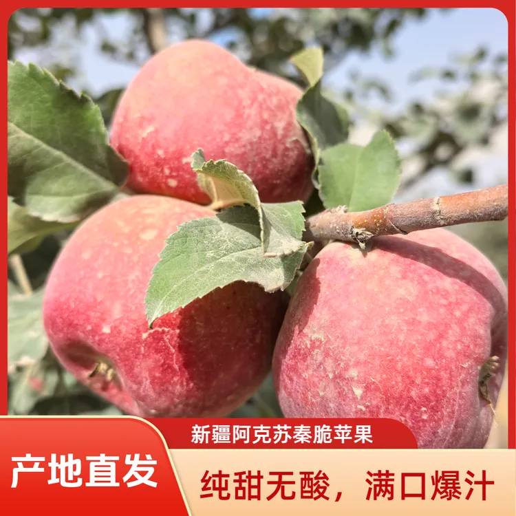 【脆甜爆汁】新疆阿克苏秦脆苹果纯甜无酸汁水丰富产地直发