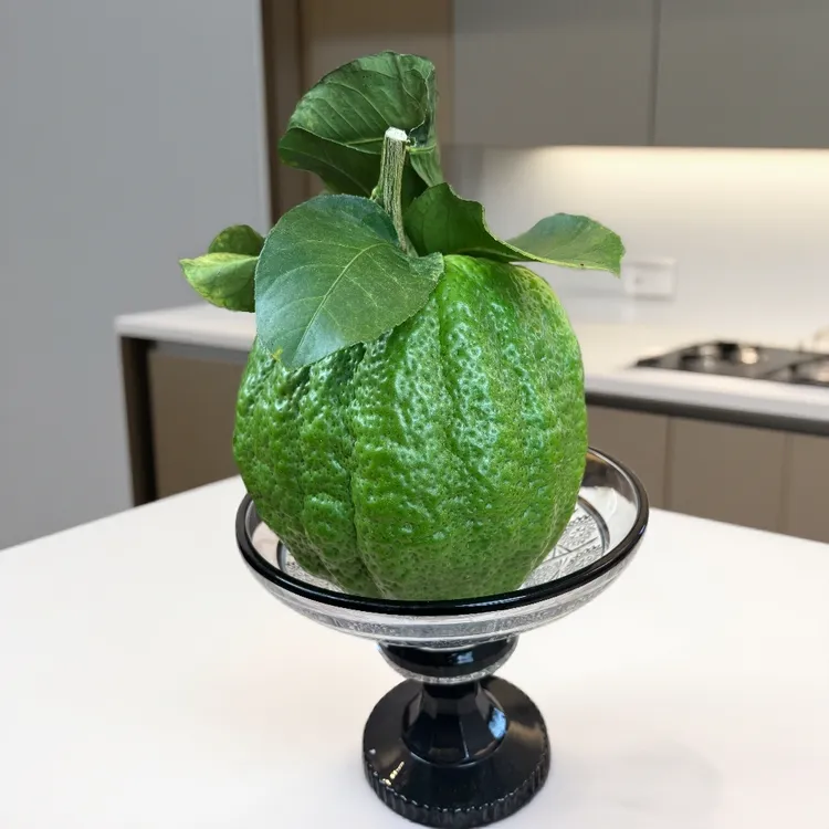 【香橼果】云南高原香橼 天然香 清供礼佛食用闻香车载香薰黄