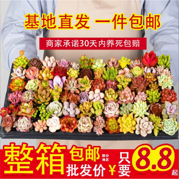 珍稀多肉盆栽多肉拼盘桃蛋雨露室内绿植花卉适合新手的名贵多肉植