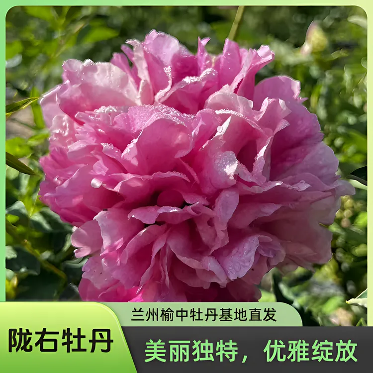【基地直发】陇右精品嫁接苗观赏紫斑牡丹抗旱耐寒室外牡丹花树苗