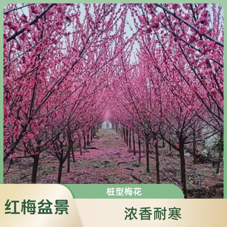 梅花树苗红梅盆景腊梅树桩嫁接梅花原生骨里红庭院盆栽耐寒浓香型