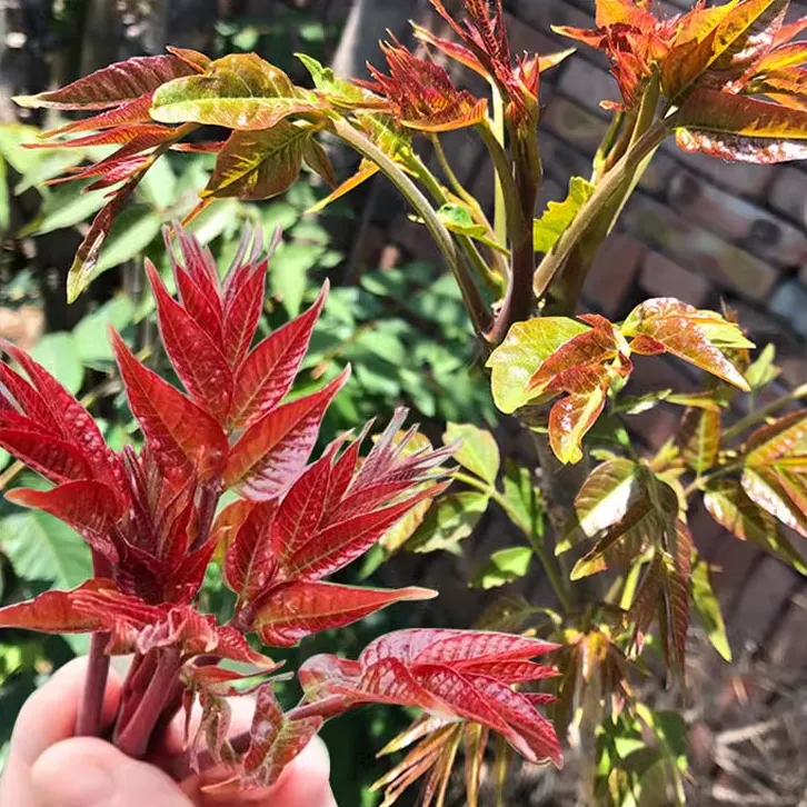 【W】红油香椿种子 耐寒抗旱香椿树种子高产春夏秋四季庭院商品图