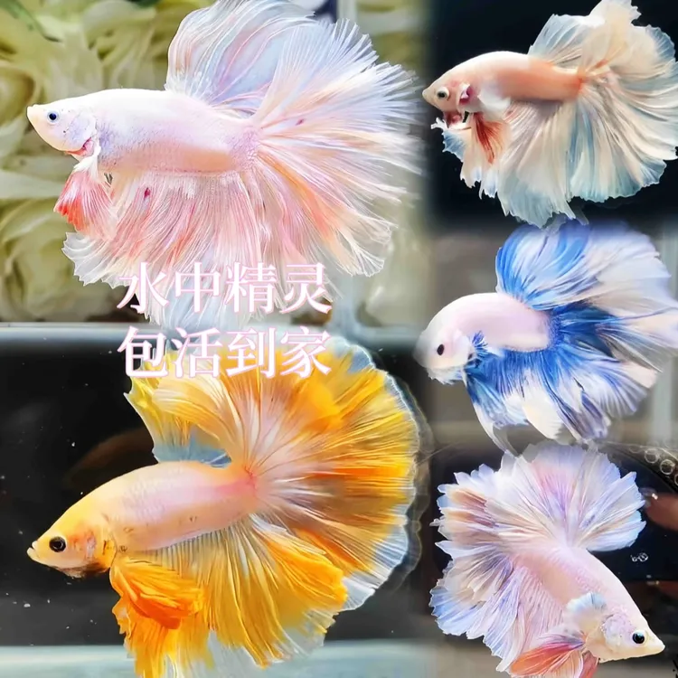 甄选泰国斗鱼半月网红斗鱼淡水小型热带观赏鱼工具鱼
