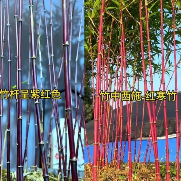 红寒竹朱竹 紫寒竹竹中貂蝉 室内绿植禅意盆栽观赏竹高档绿植常青