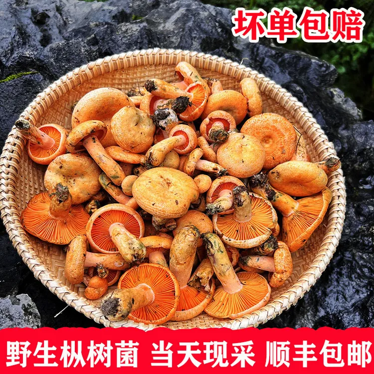 当季新鲜野生菌谷熟菌三九菇现采枞树菌寒菌松树菌雁鹅菌黄枞菌乌