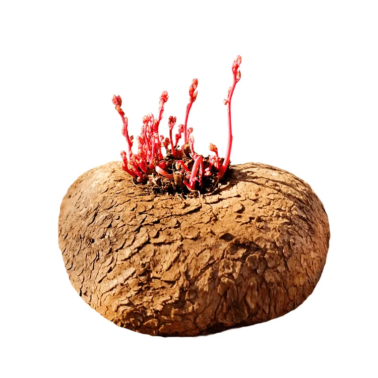 红藤山乌龟耐旱爬藤绿植盆栽冰蓝乌龟植物桌面室内多肉圆叶山乌龟