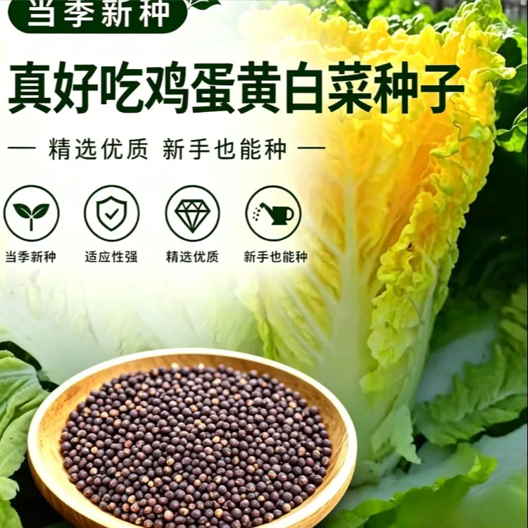 鸡蛋黄白菜种子种籽春秋冬花盆庭院种植商品图
