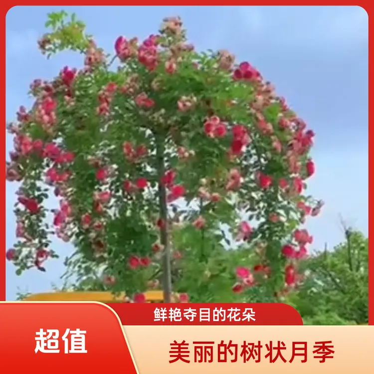胭脂扣树状欧月基地精品发货