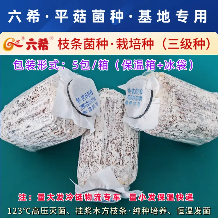 六希平菇菌种枝条菌种三级种栽培种平菇基地夏季早秋冬季黑色平菇