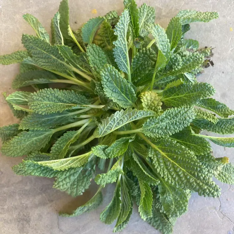 沂蒙山野生蛤蟆草
