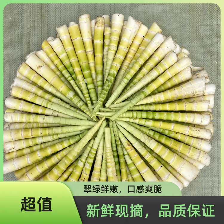 云南高山方竹笋新鲜现挖去壳鲜嫩竹笋焯水即食【抽真空打包】