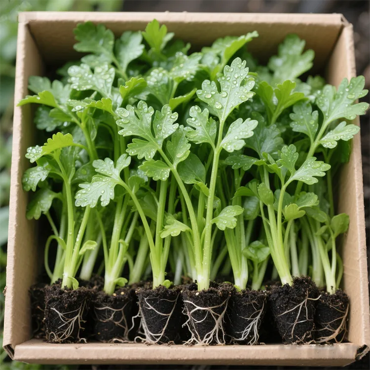 芹菜苗秧带土小香芹西芹红芹菜苗秧各种蔬菜秧苗本地根苗批发