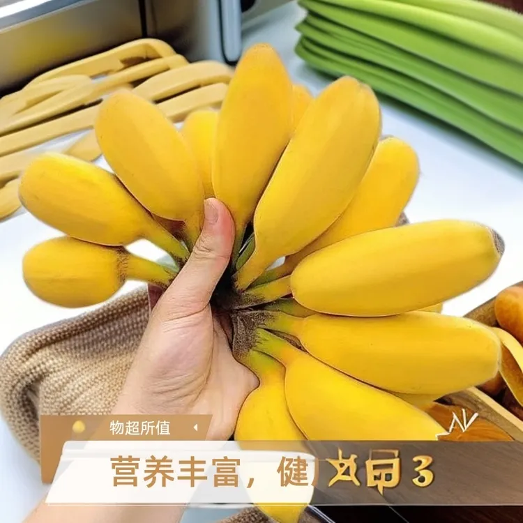 现采青皮香蕉广东地道苹果蕉应季新鲜皮薄糯软香甜适合孕妇整箱售