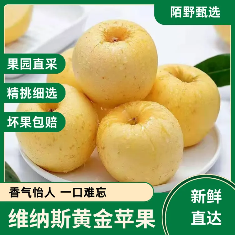 果园现摘山东维纳斯苹果脆甜多汁奶油果香冰糖心新鲜应季水果