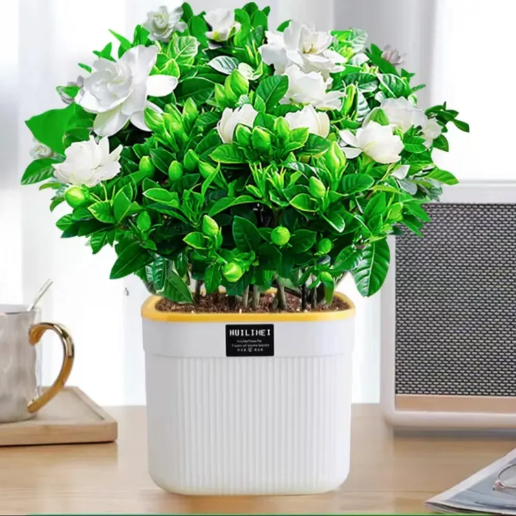 水培栀子花浓香型盆栽绿植花卉植物室内客厅阳台庭院四季好养花苞