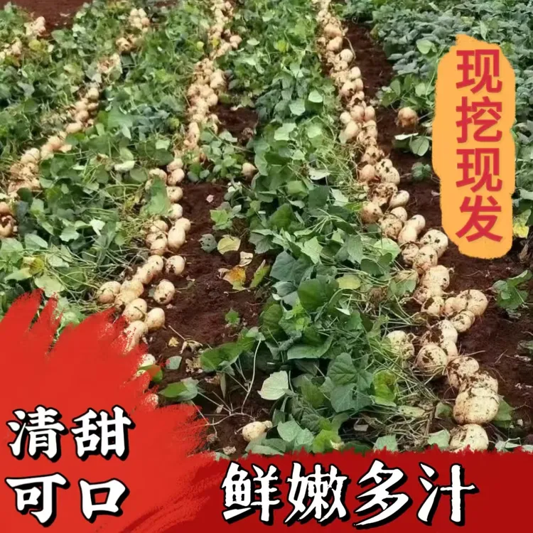 贵州地萝卜新鲜水果应季农家种植地萝卜新鲜现挖现发地萝卜