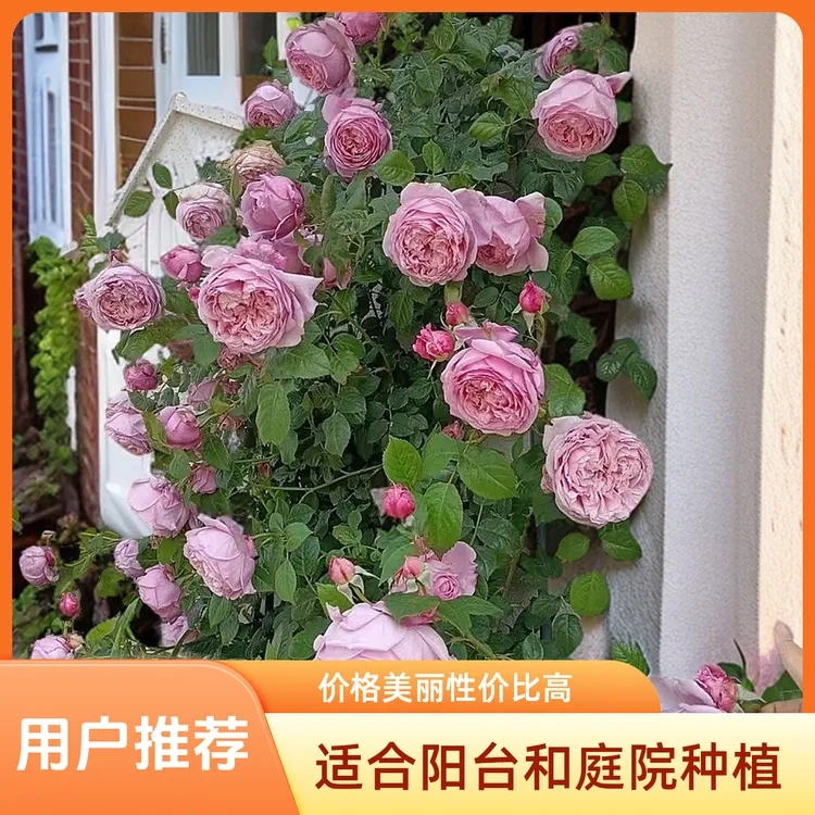 【顺丰快递】 自由精神  爬藤月季1.5米左右大苗藤本月季粉色精品