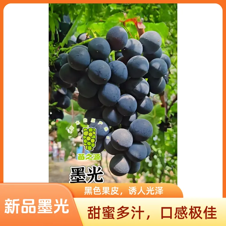 墨光葡萄苗 贝达砧木