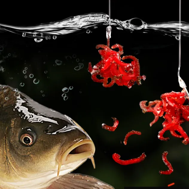 鲜活红虫鱼饵拉饵精品公虫活体活饵鲫鱼鲤鱼野钓黑坑肉夹馍拉饵