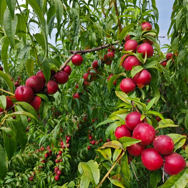 【珍珠枣油桃3号裸根苗】糖度高，颜值高，产量高南北适宜