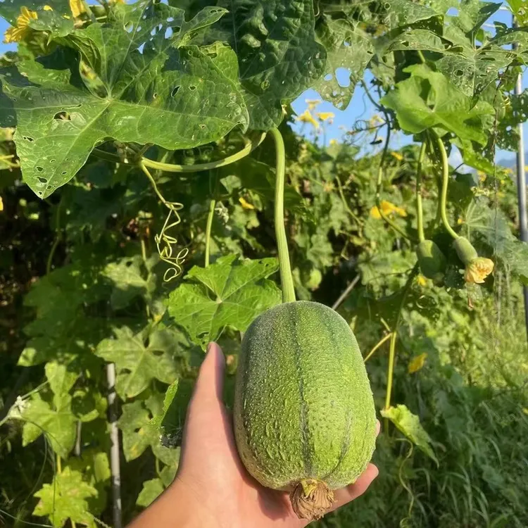 【顺丰到家】生态种植苹果丝瓜胖丝瓜口感丝滑软糯微甜3.2斤-3.5斤