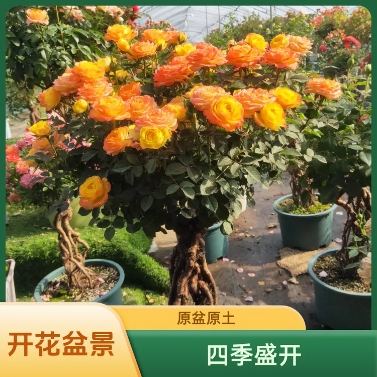 四季开花造型高提根盆景月季（原盆原土发货）