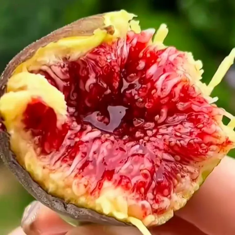 枝遥枝遥无花果苗特大果软糯香甜饱满清香剪枝剪叶发货波姬红