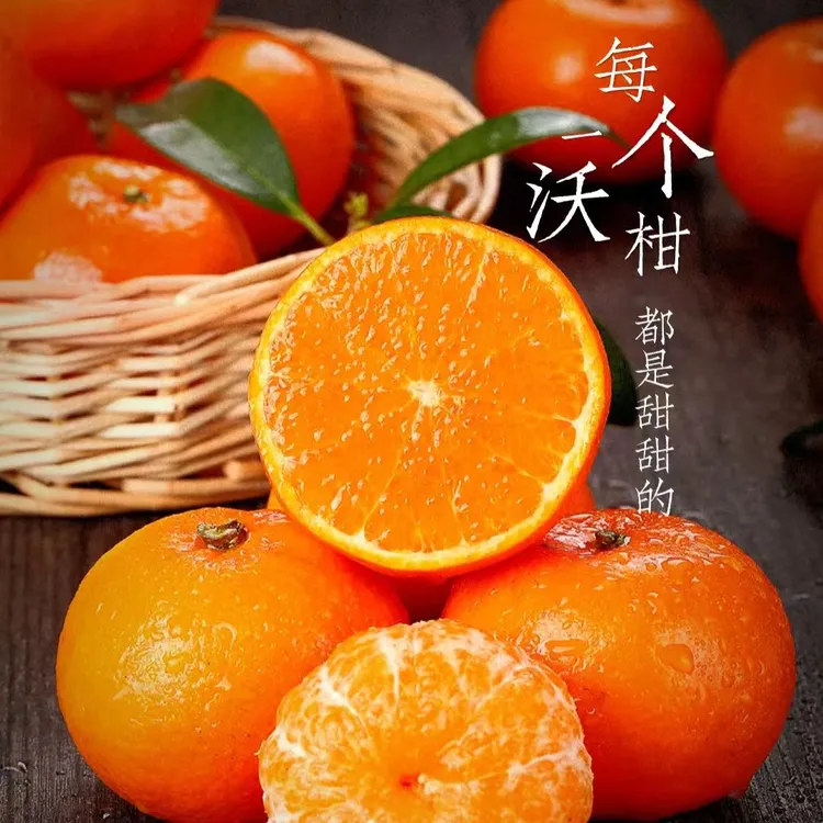 广西武鸣现摘老树花皮有籽沃柑新鲜当季水果（鲜甜可口）商品图