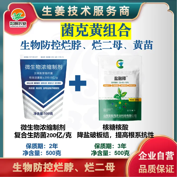 菌克黄组合生物防控生姜烂脖、烂二母、黄苗