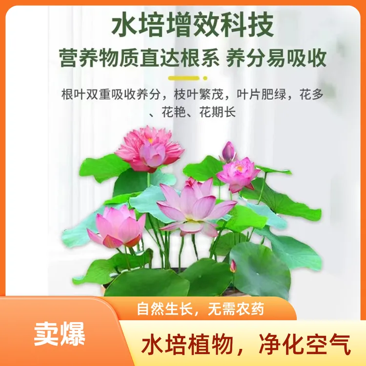 碗莲营养液荷花睡莲养花肥料水培观赏花卉绿色植物生根肥