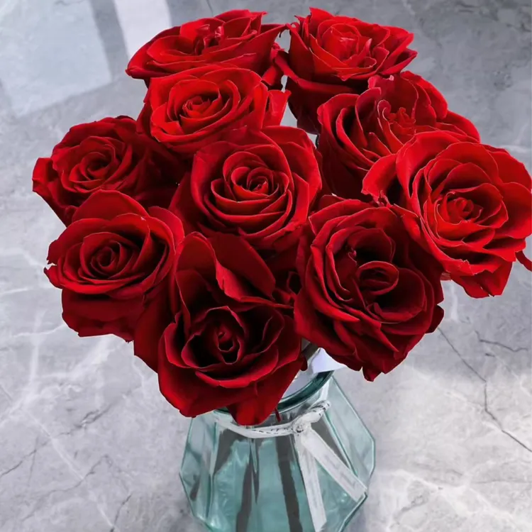 【云南直发】新鲜基地直发红玫瑰鲜切花红丝绒质感超长花期包邮