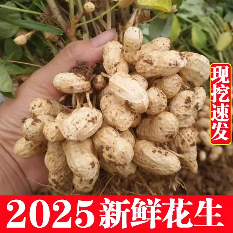 2025年新鲜花生带壳农家现挖现发当季的湿花生带泥粉皮装水煮