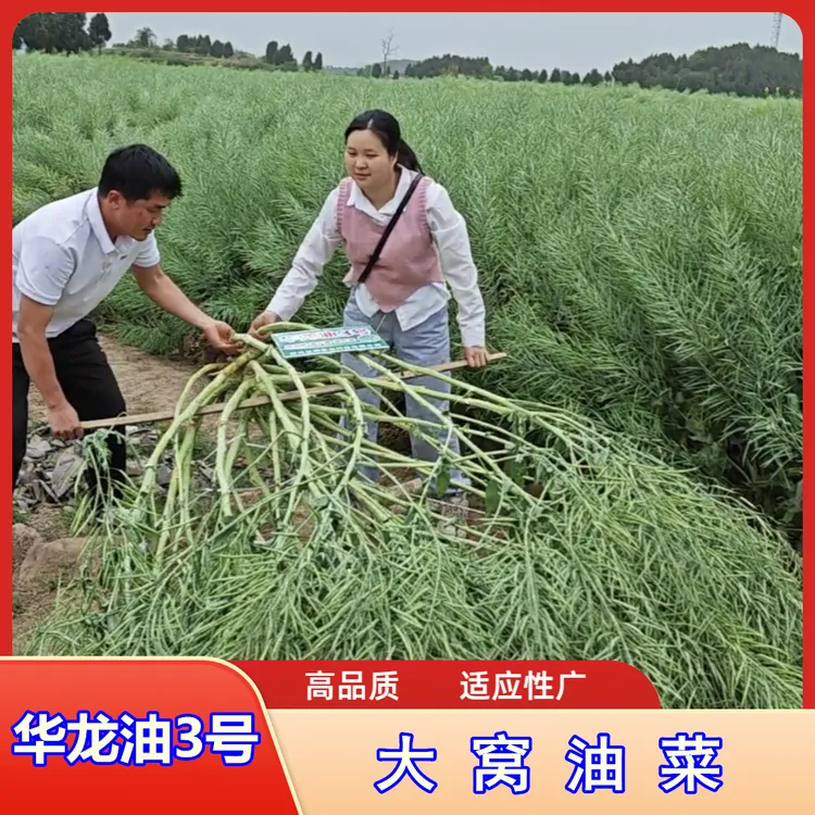 大窝油菜华龙油三号，高品质，适应性广，出油量高
