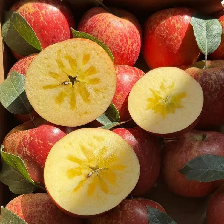 云南昭通冰糖心丑苹果当季鲜果脆甜多汁现摘现发5/10斤装包邮